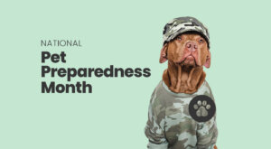 National Pet Preparedness Month featuring a dog in military attire ready for emergencies
