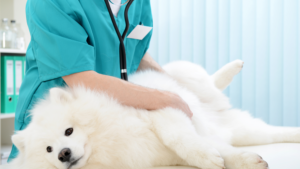 Veterinarian examines dog