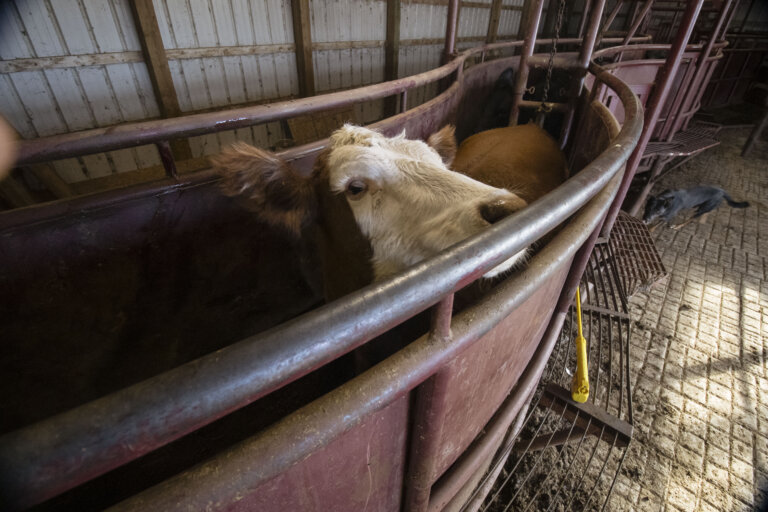A cow with white and brown fur peeks over the edge of a metal enclosure in a barn setting.