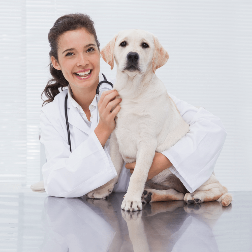 Smiling veterinarian in a white coat holding a Labrador puppy in a clinic setting.