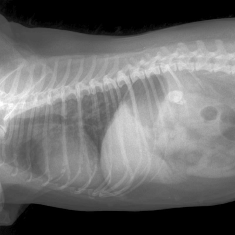 X-ray examination of the insides of an animal using the Uveo 3500